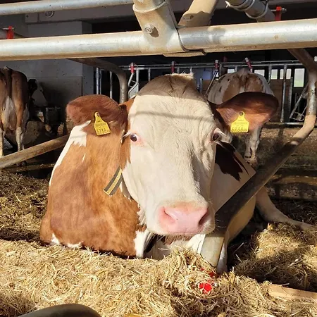 In Hollersbach With Mountain Views *