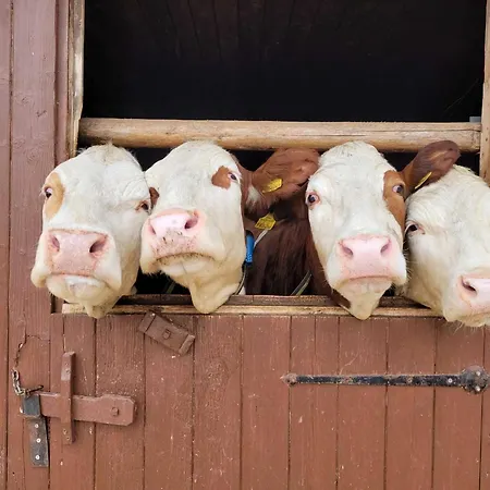 In Hollersbach With Mountain Views