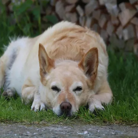 In Hollersbach With Mountain Views Διαμέρισμα *