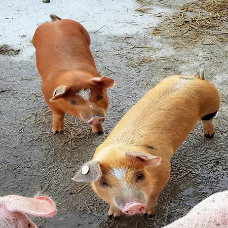 In Hollersbach With Mountain Views * Hollersbach im Pinzgau