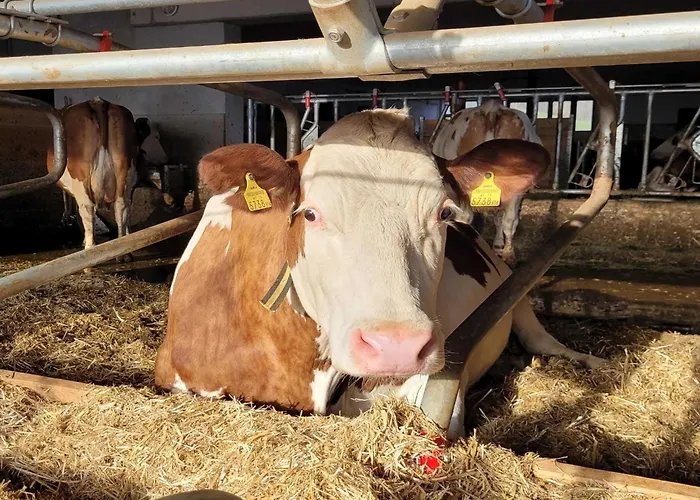 In Hollersbach With Mountain Views *