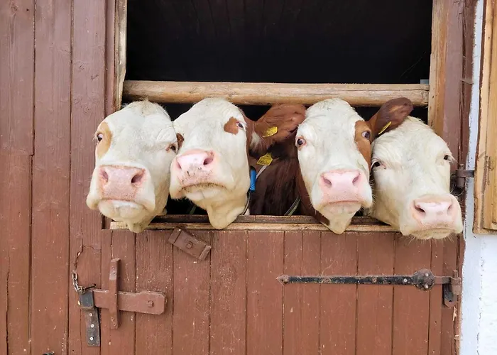 In Hollersbach With Mountain Views