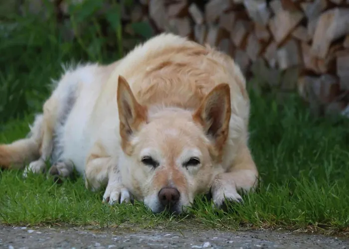 In Hollersbach With Mountain Views Appartement *