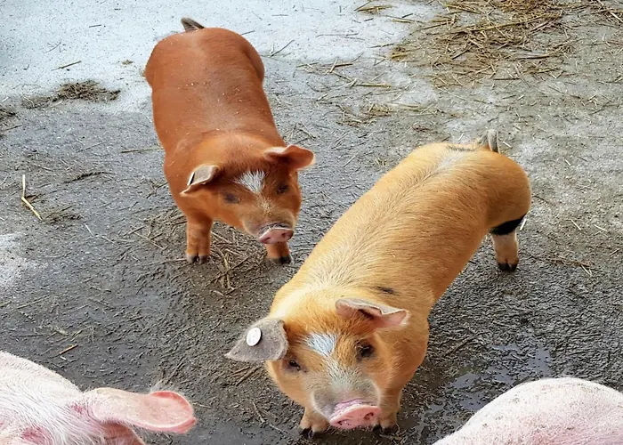 In Hollersbach With Mountain Views * Hollersbach im Pinzgau